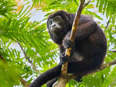 Mantled Howler Monkey Tortuguero National Park Costa Rica Istock 1094275710