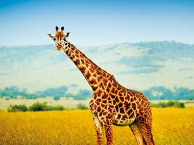 A Giraffe, Kenya