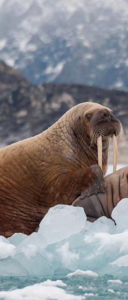 Walrus And Her Pup Floating On Ice, Eastern Greenland