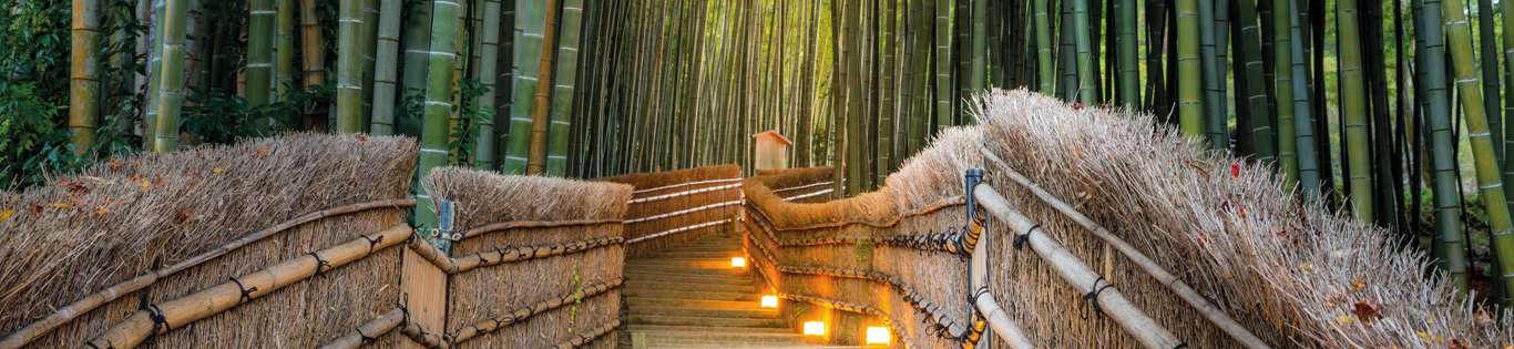Arashiyama Bamboo Forest in Kyoto, Japan