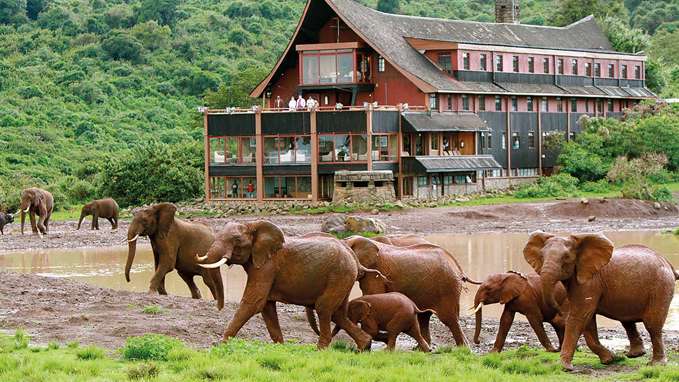 Elephants moving infront of building, Masai Mara
