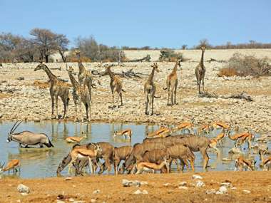 Waterhole with Oryx, Springbok and Giraffes, Etosha National Park, Namibia