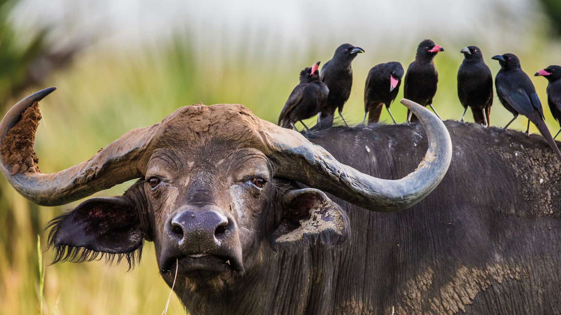 Buffalo In The Savannah With Birds On Its Back, Uganda