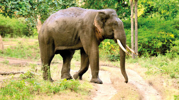 Indian Elephant, Bandipur National Park