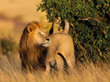 Lion marking his territory, Masai Mara