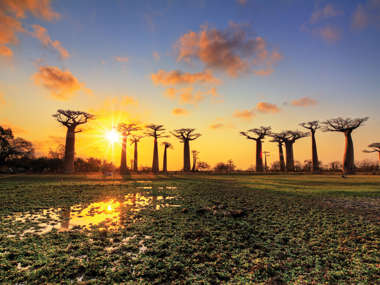 Baobab Trees at Sunset, Madagascar