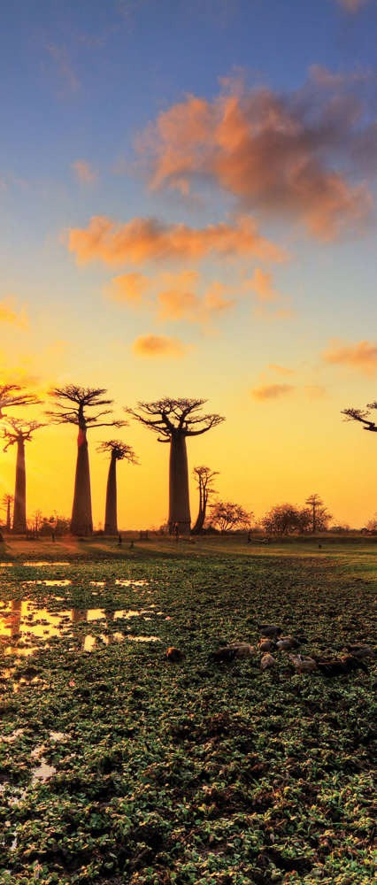 Baobab Trees at Sunset, Madagascar