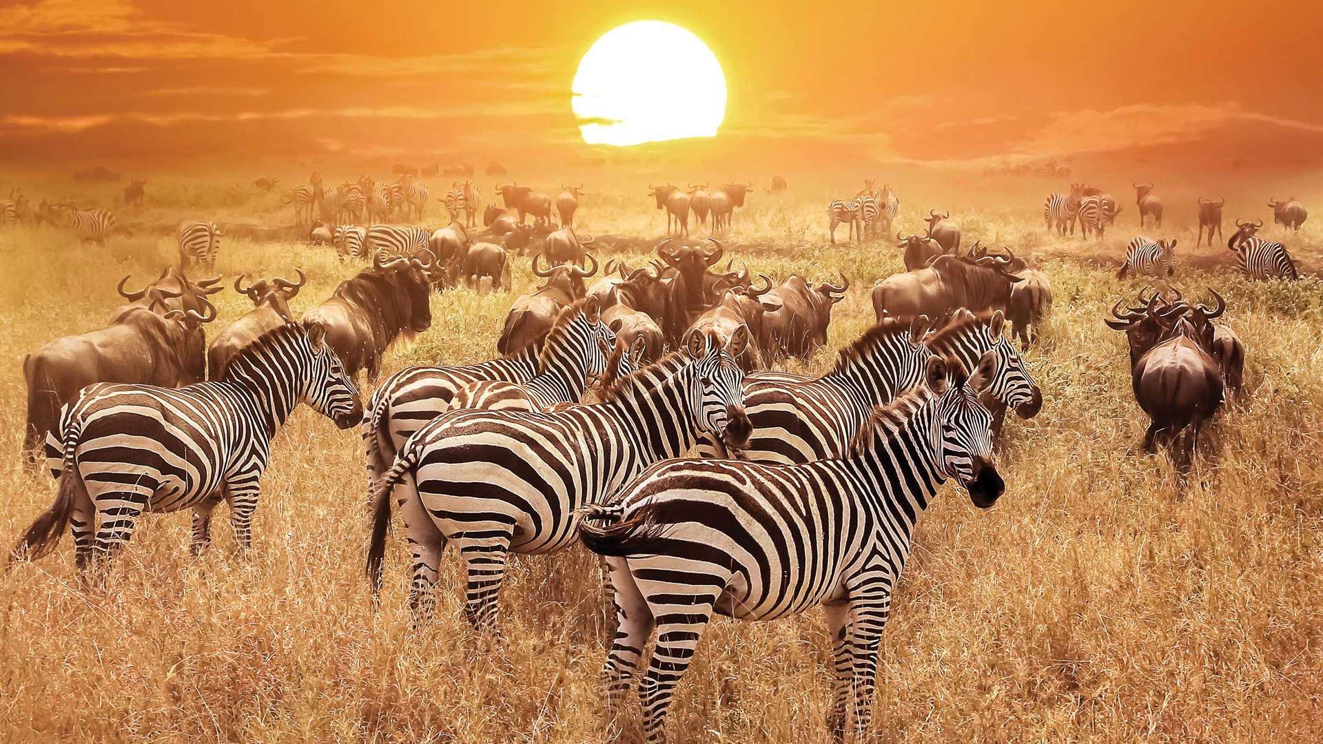 Serengeti and the Great Migration | Tanzania | Jules Verne