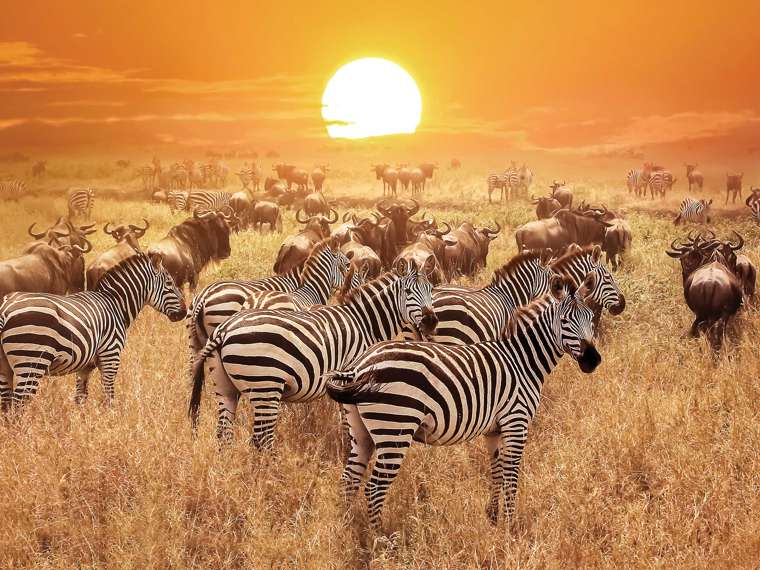 Zebra At Sunset, Serengeti National Park, Tanzania