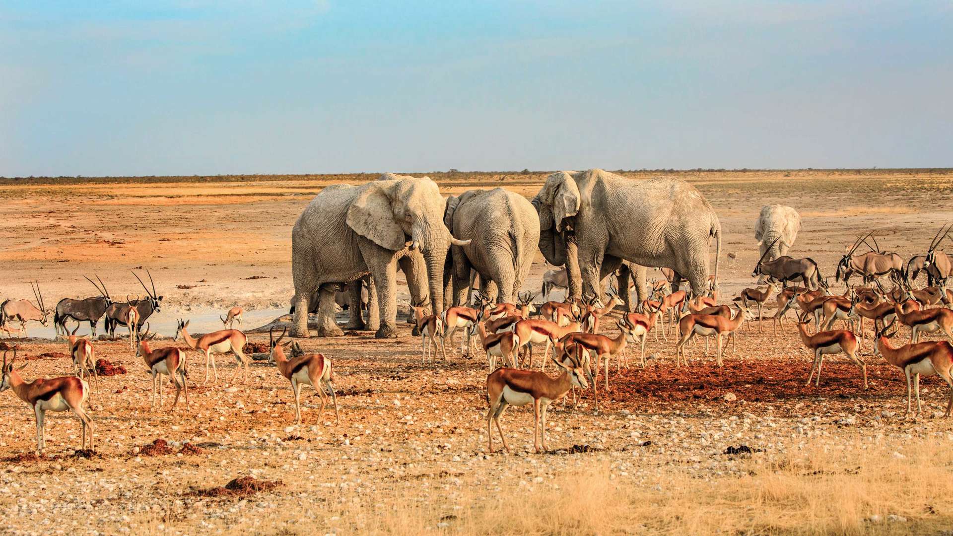 Herd Of Elephants, drinking from a waterhole, Etosha National Park, Namibia