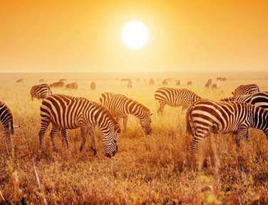 Zebras, Sunset, Kenya