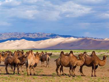 Camels In Gobi Desert, Mongolia