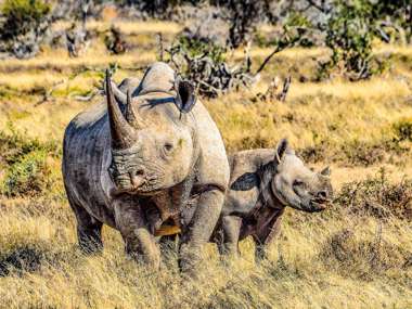 Black Rhino And Calf, South Africa