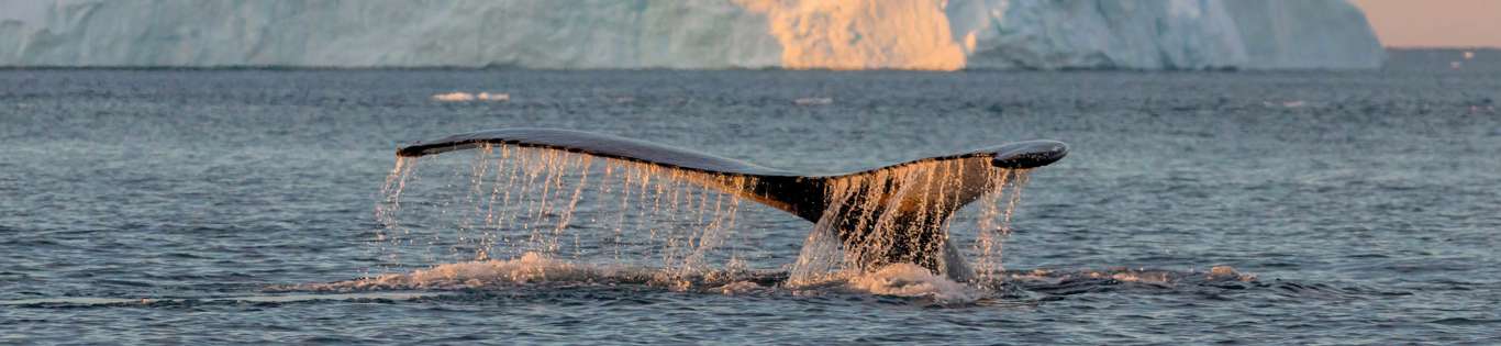 Whale Among Icebergs Near Ilulissat, Greenland