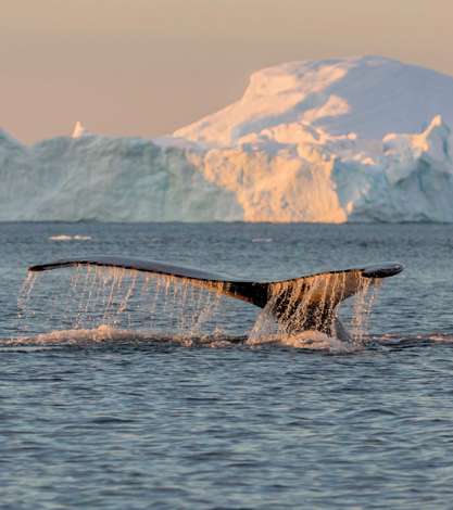 Whale Among Icebergs Near Ilulissat, Greenland