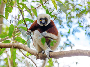 Coquerel's Sifaka, Madagascar
