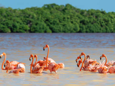 Flamingo, Ria Celestun Biosphere Reserve, Yucatan, Mexico iStock