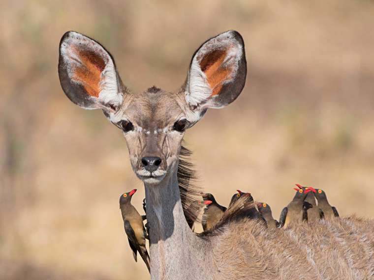 Kudu With Oxpeckers, Namibia