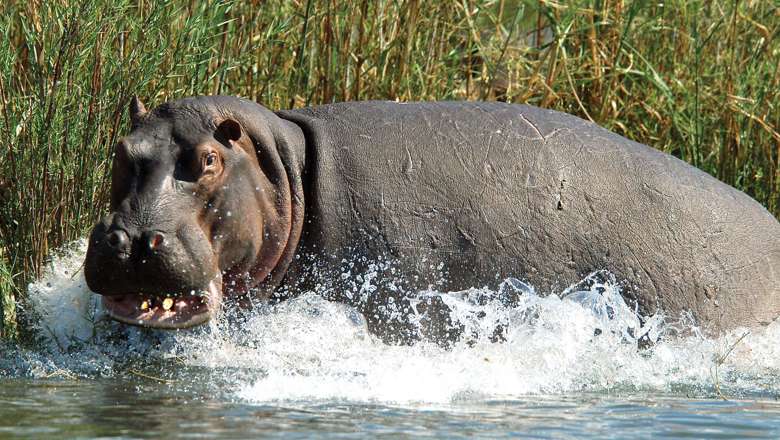 Hippo Splashing In Water, Zambia