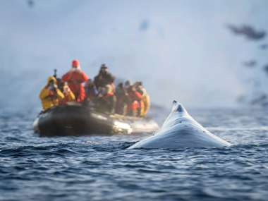 Humpback Whale, Antarctica