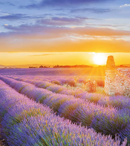 Provence Shutterstock 443004475