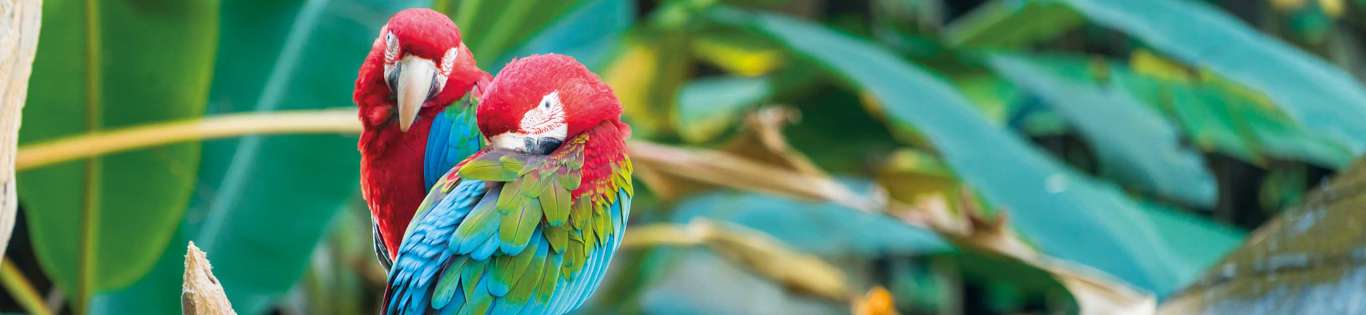 Red Macaw Bird on a Branch, Ecuador