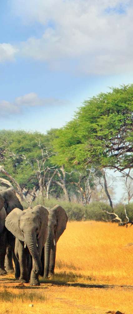 Elephants, Hwange National Park, Zimbabwe 