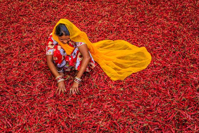 Indian Woman Sorting Red Chilli Peppers Near Jodhpur, India