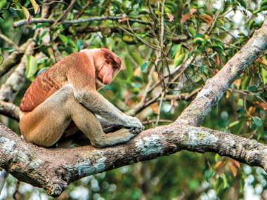Proboscis Monkey Sitting On A Tree In The Wild Green Rainforest, Borneo Island