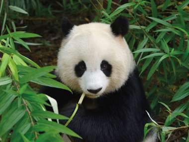 Panda, Chengdu, China
