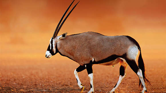 Oryx, Tau Pan Camp, Kalahari, Botswana