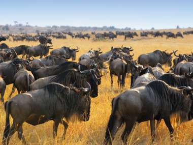 Great Migration Of Antelopes and Wildebeest, Masai Mara, Kenya