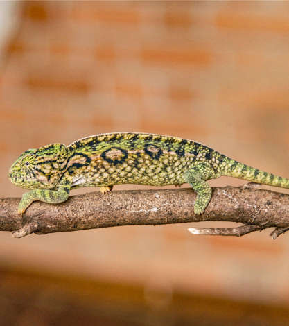 Chameleon On Branch, Madagascar