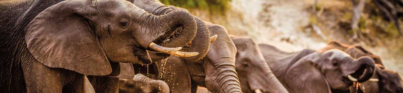 Elephants Drinking, Botswana