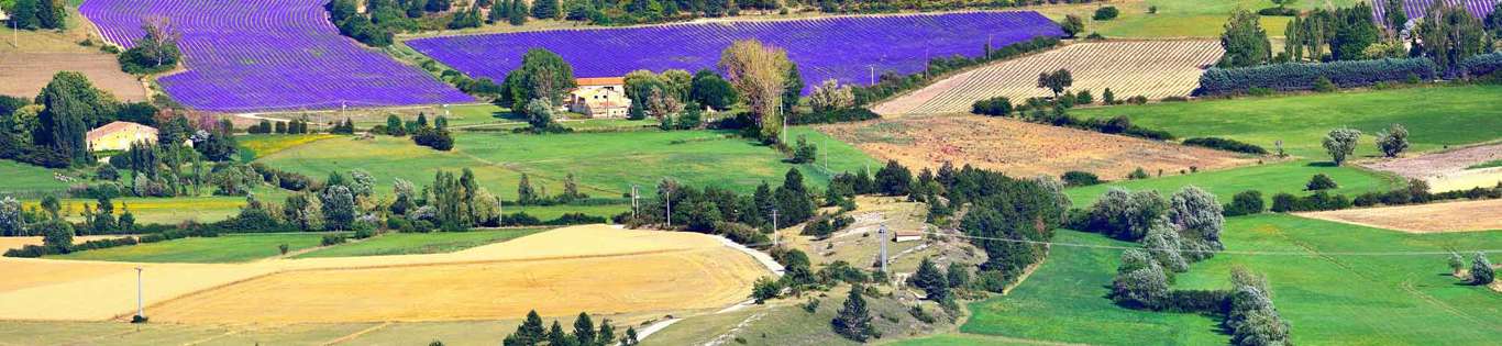 Lavender Fields, Provence, France