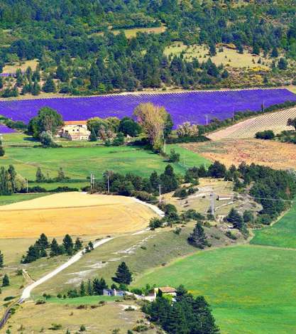 Lavender Fields, Provence, France