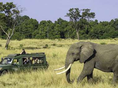 Elephant, Game Drive, Kenya