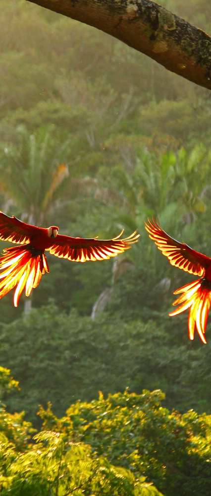 Scarlet Macaws Costa Ricaistock 1357649377