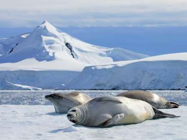 Crabeater Seals on an Ice Floe, Antarctic Peninsula, Antarctica