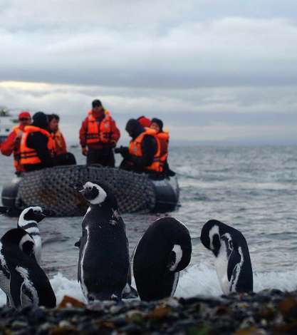Penguins on shore, Argentina