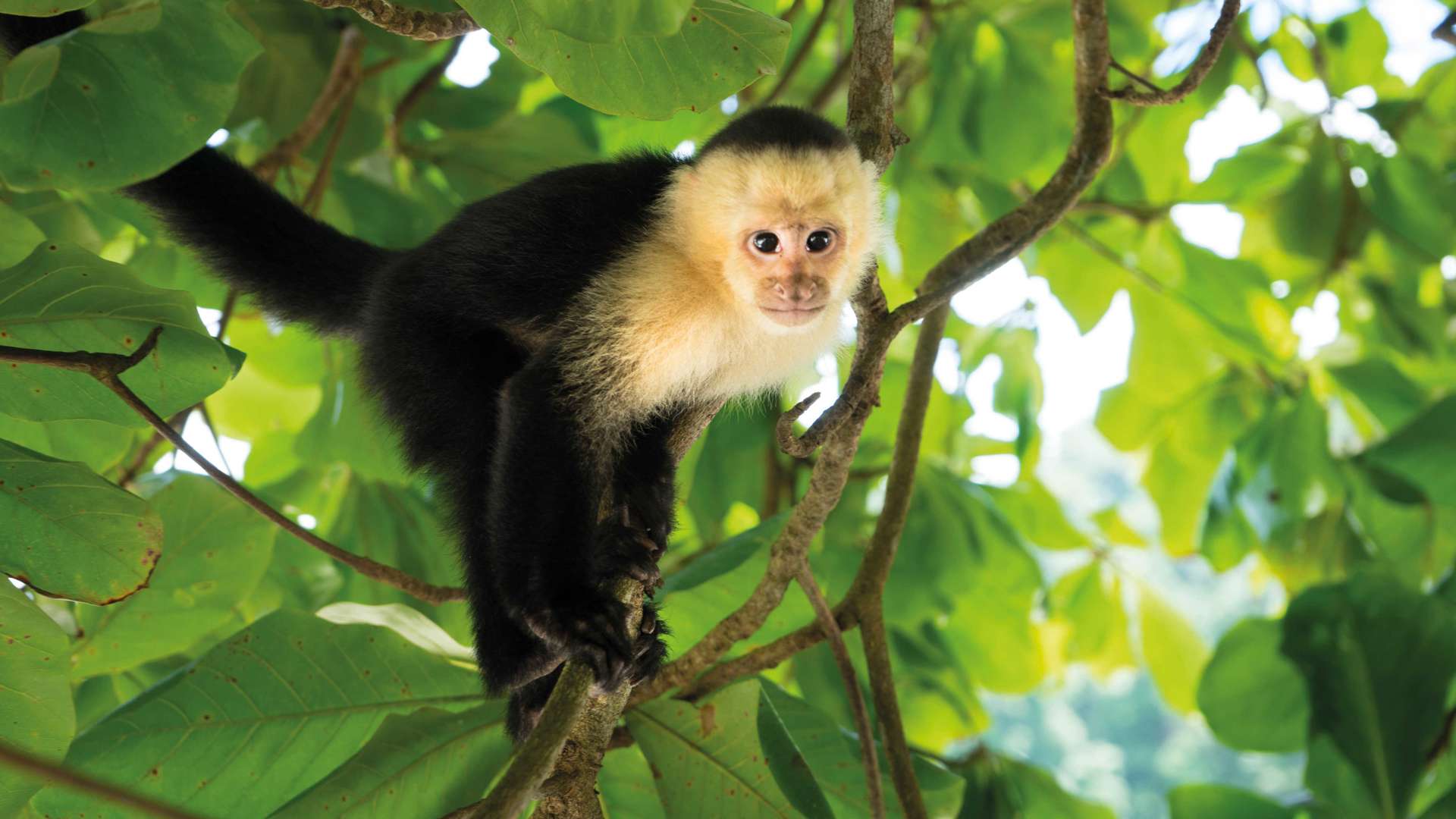 White Headed Capuchin Monkey Manuel Antonio Rainforest Costa Rica Shutterstock 510178369
