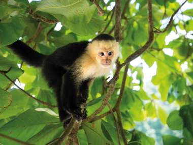 White Headed Capuchin Monkey Manuel Antonio Rainforest Costa Rica Shutterstock 510178369
