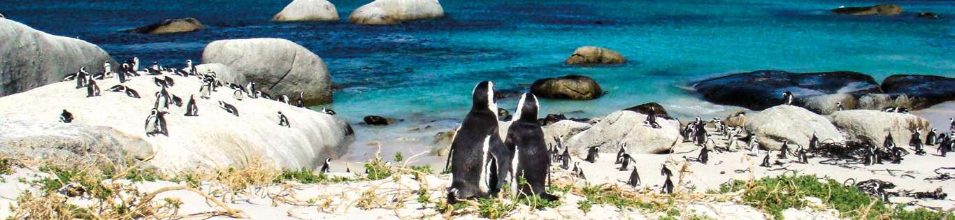 Penguins at Boulders Bay, South Africa