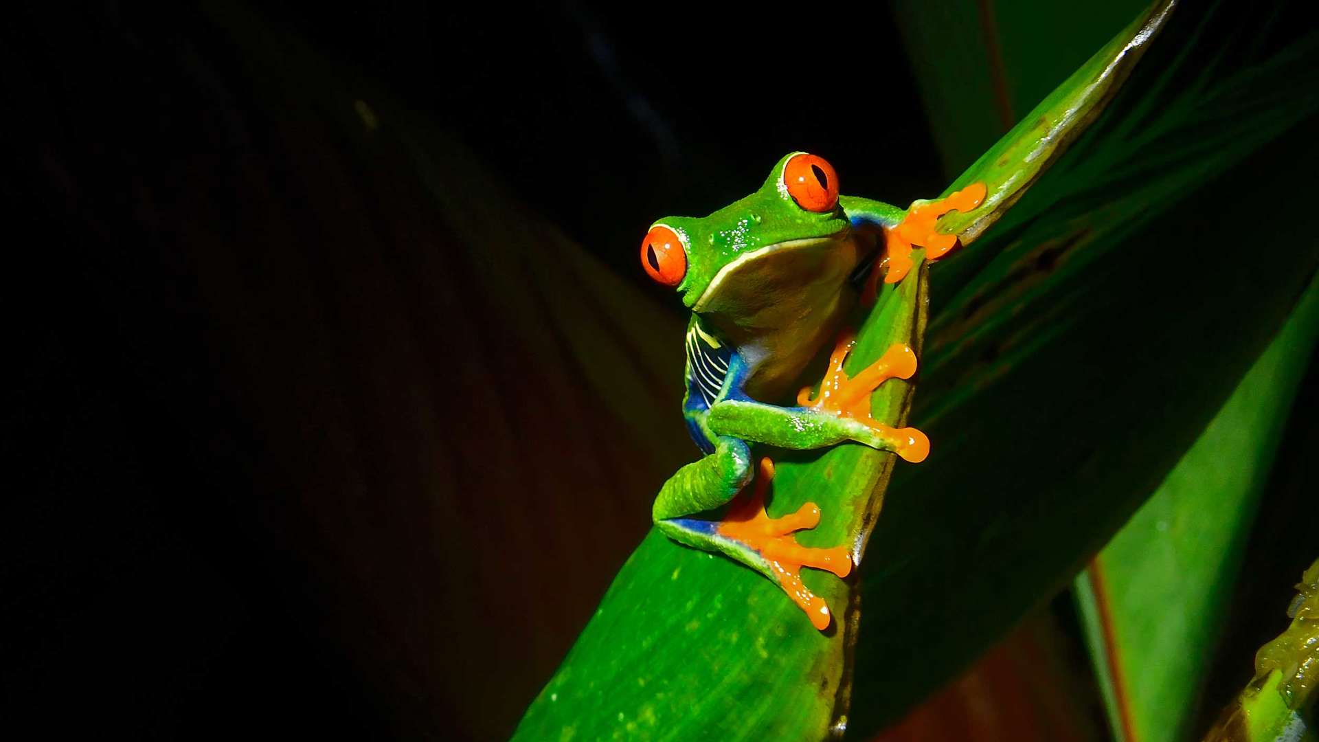 Red Eyed Tree Frog Istock 1411281442