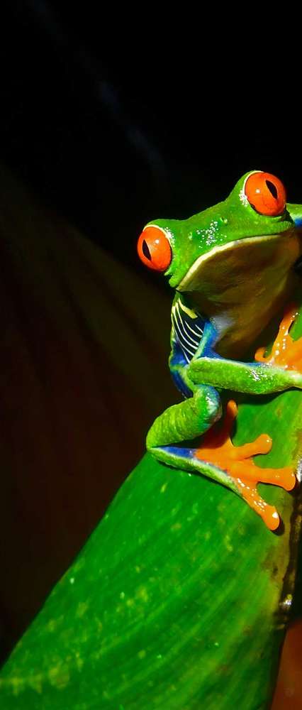 Red Eyed Tree Frog Istock 1411281442
