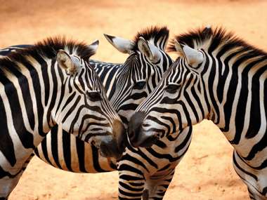 Zebras looking at each other, Kenya
