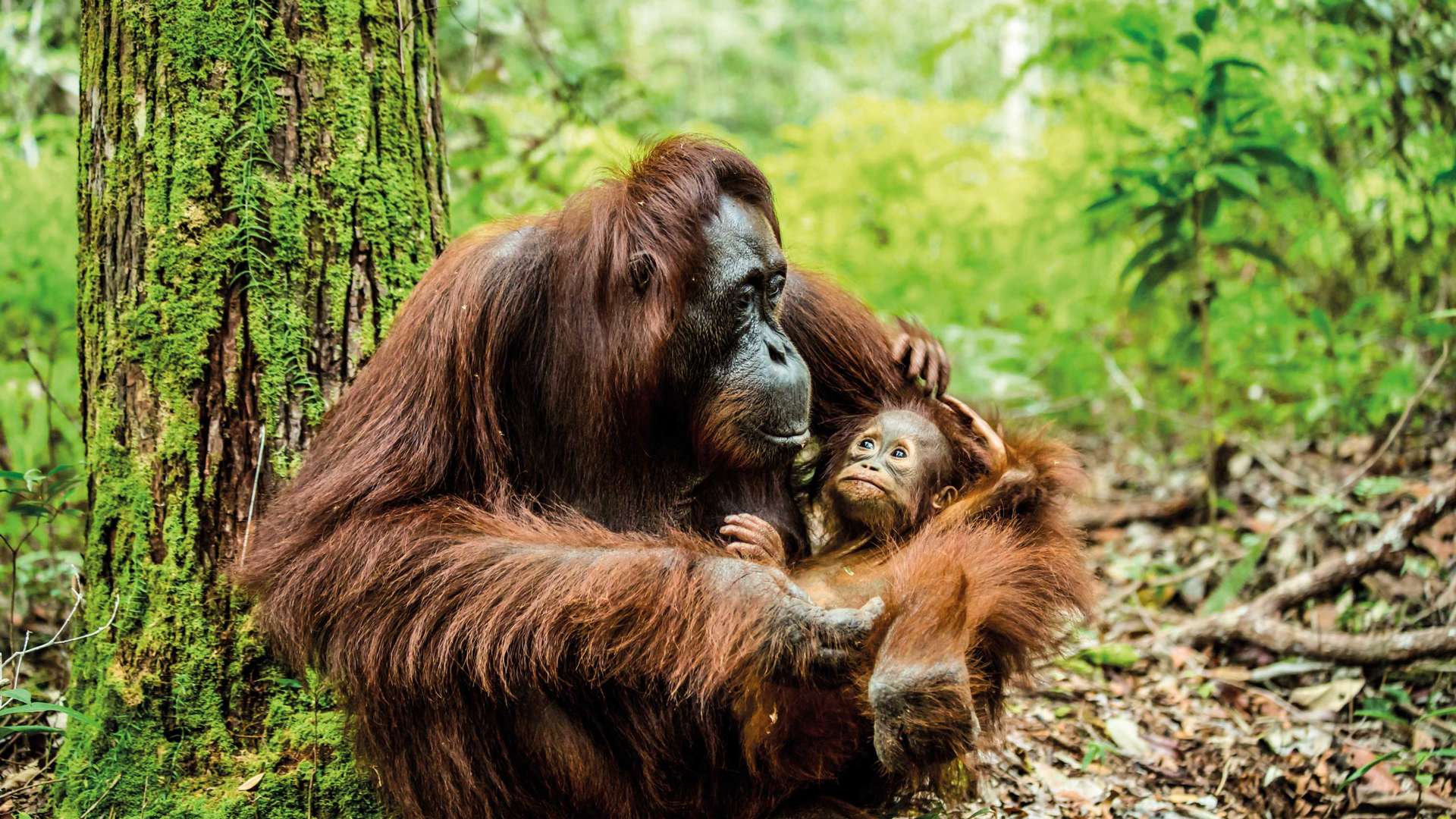 Orangutan In The Jungle Of Borneo