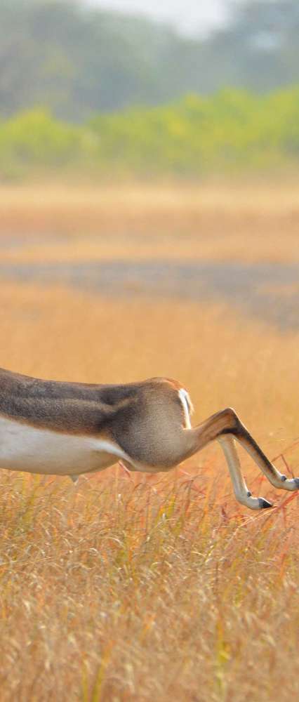 Blackbuck Antelope, Blackbuxck National Park, Velavadar, India