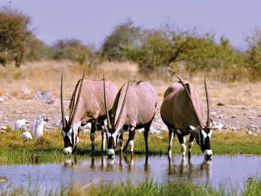 Oryx Gemsbok, Etosha National Park, Namibia