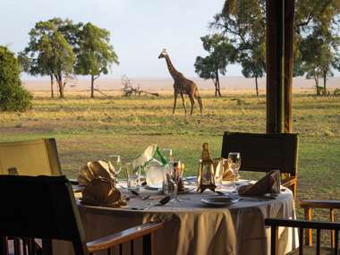 Giraffe waling past dining tent, Governors Camp, Kenya